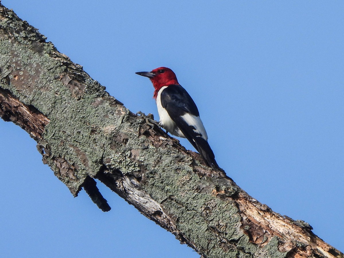 Red-headed Woodpecker - ML643478735