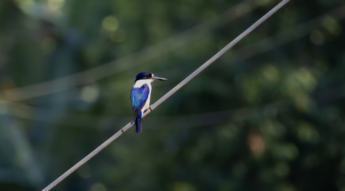 Forest Kingfisher - ML643478750