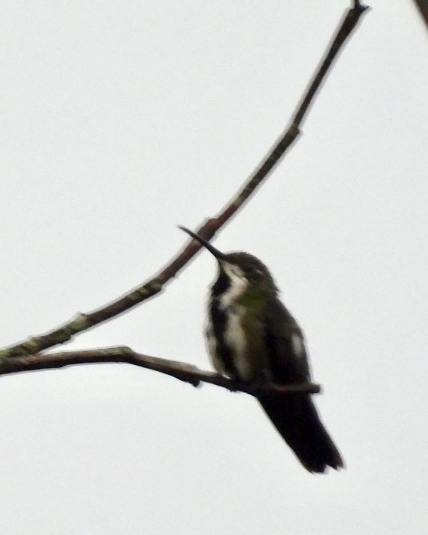 Schwarzbrust-Mangokolibri - ML643478751