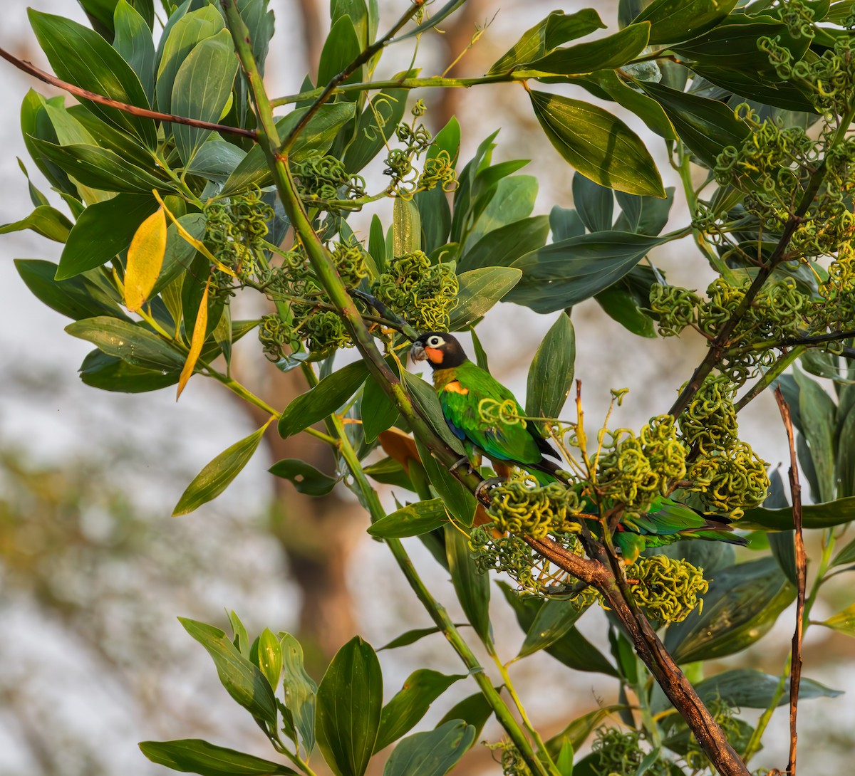 oransjekinnpapegøye - ML643478758