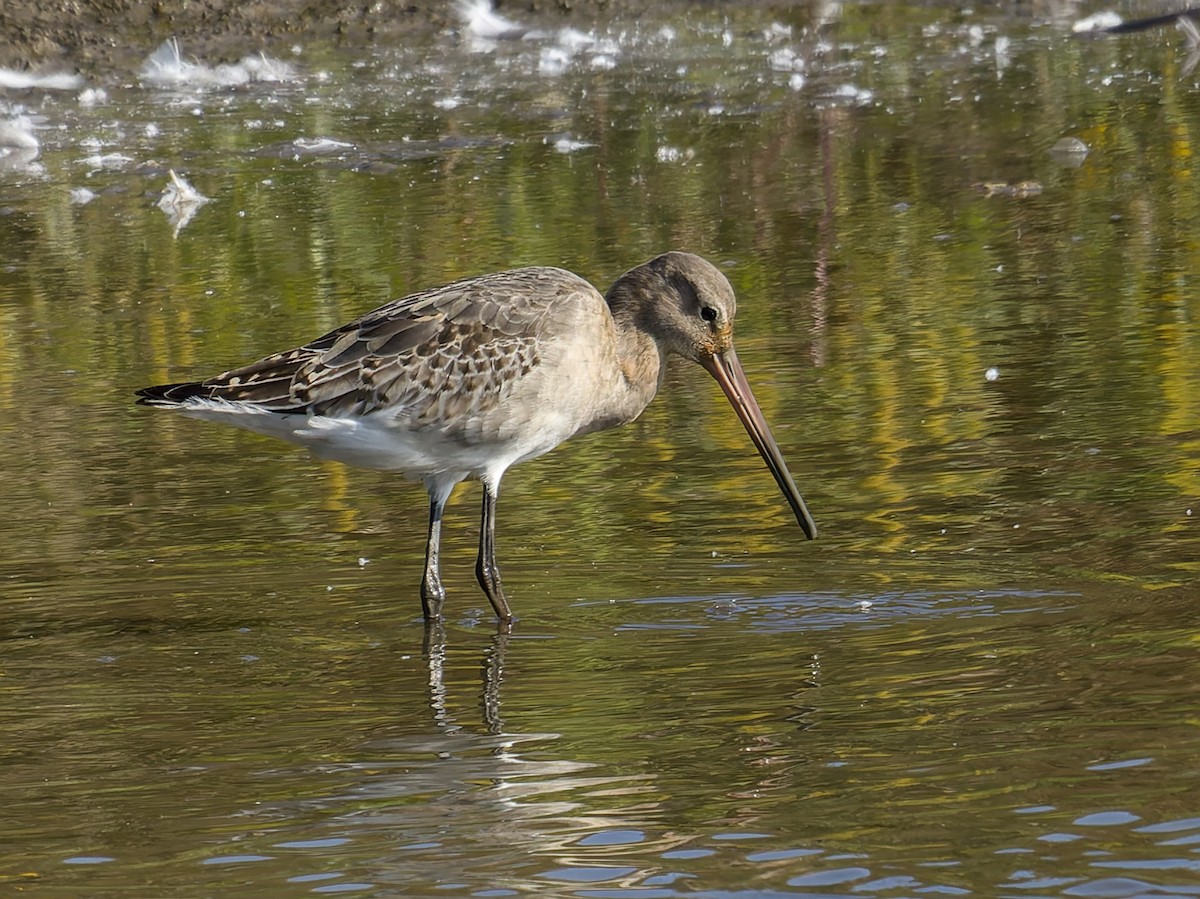 Black-tailed Godwit - ML643478759