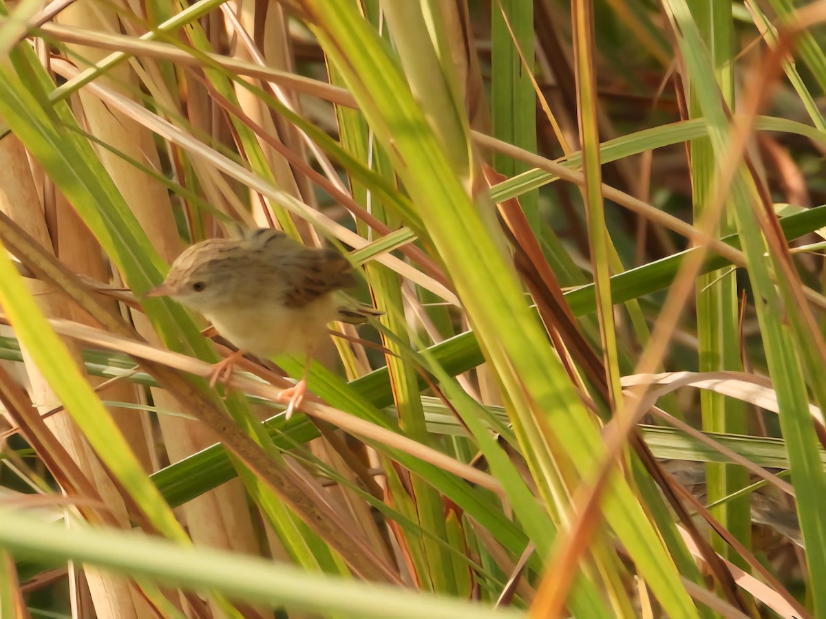 Delicate Prinia - ML643478762
