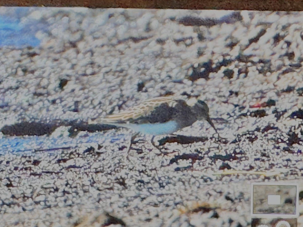 Pectoral Sandpiper - ML643478768