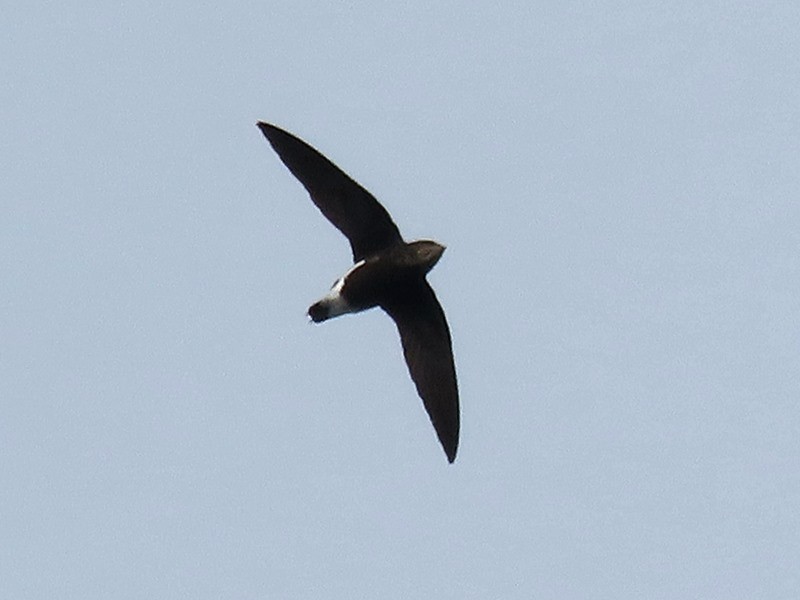 Silver-backed Needletail - ML643478791