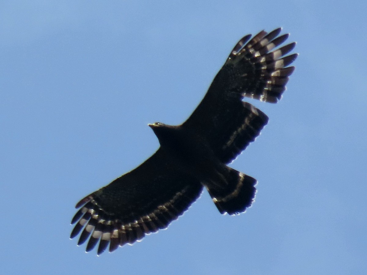 Crested Serpent-Eagle - ML643478803