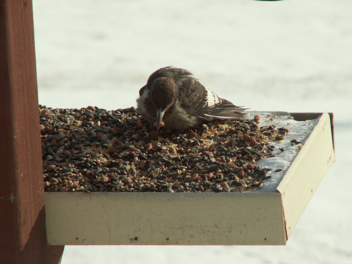 Red-headed Woodpecker - ML643478809