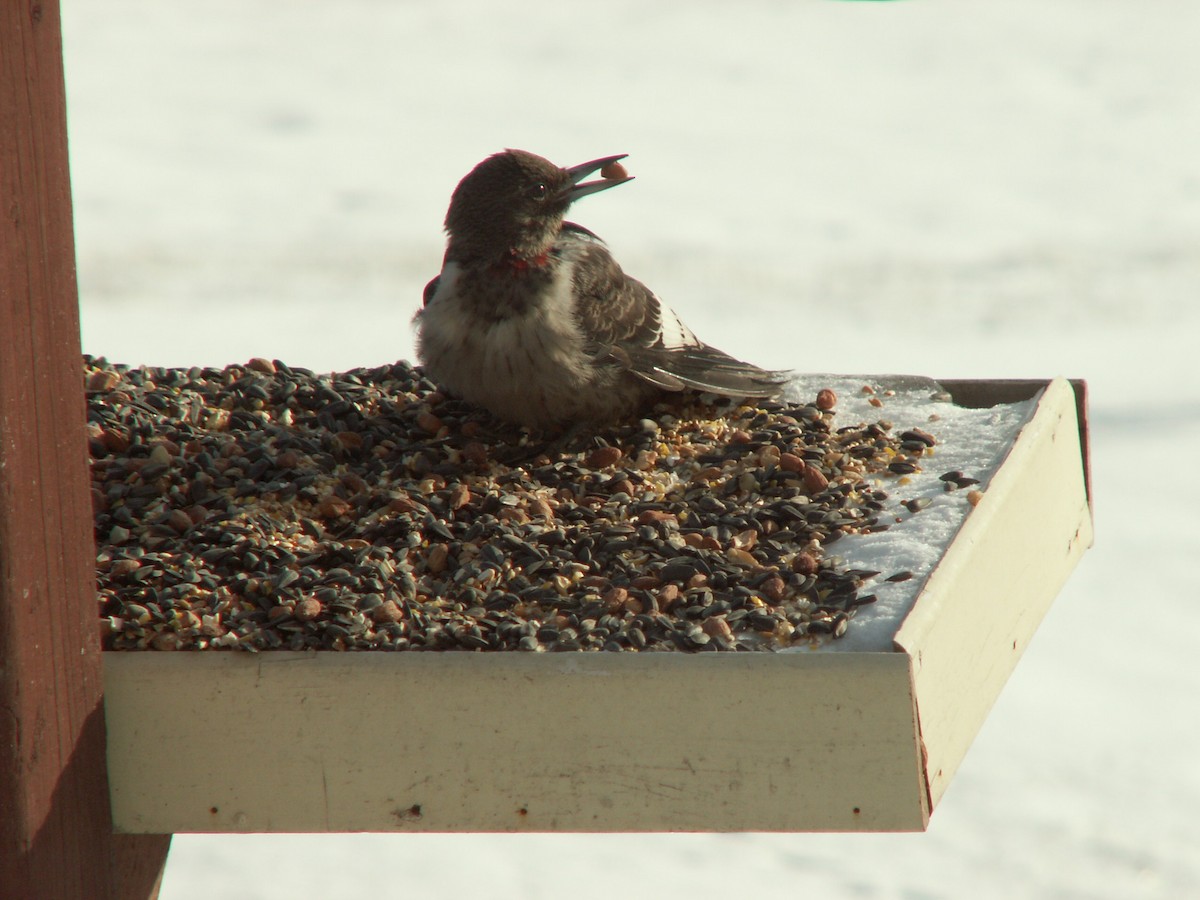 Red-headed Woodpecker - ML643478810