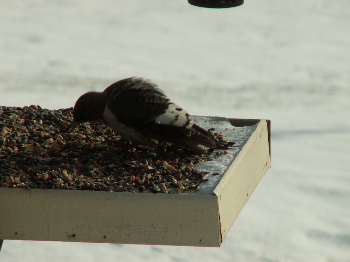 Red-headed Woodpecker - ML643478811