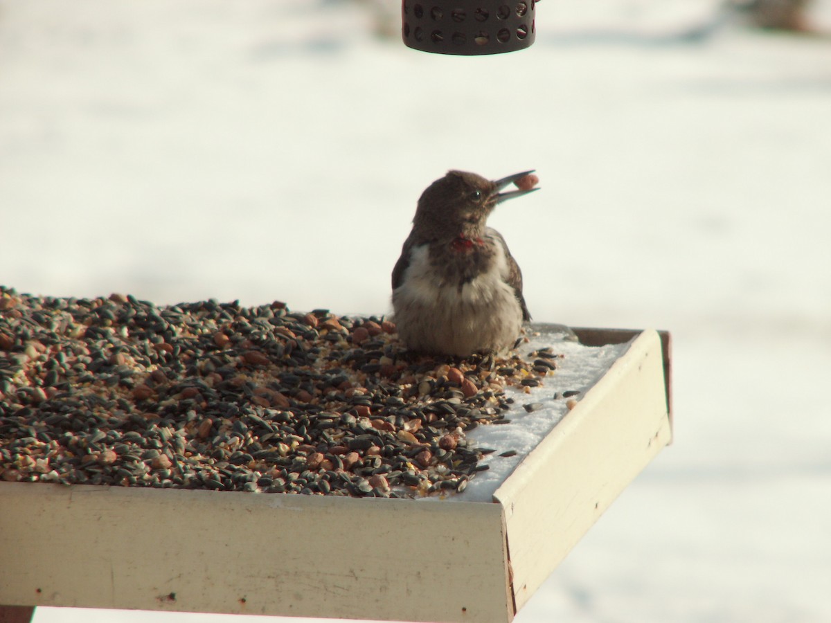 Red-headed Woodpecker - ML643478812