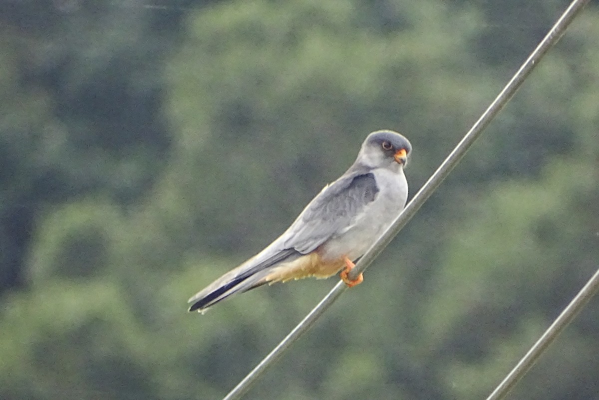 Amurfalke - ML643478813