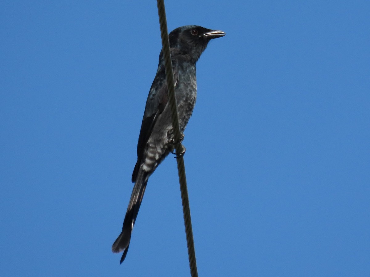 Black Drongo - ML643478816