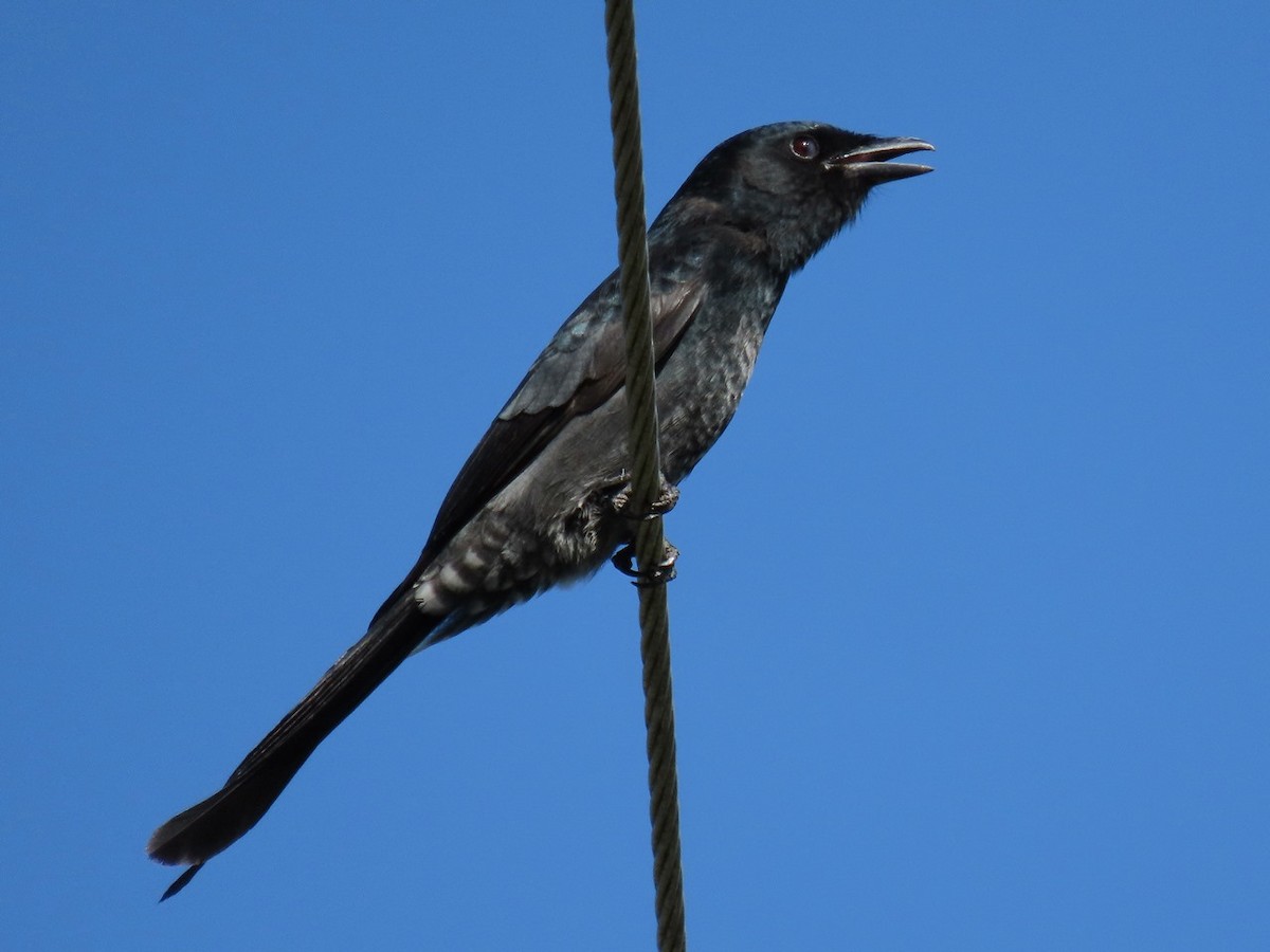 Black Drongo - ML643478818