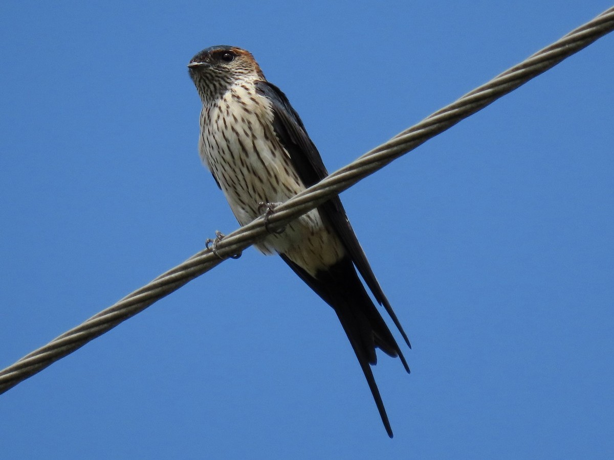 Eastern Red-rumped Swallow (Striated) - ML643478821