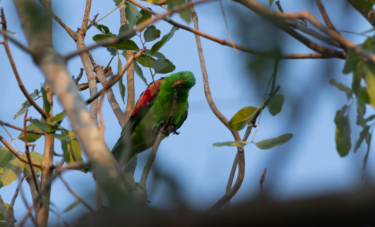 Red-winged Parrot - ML643478822
