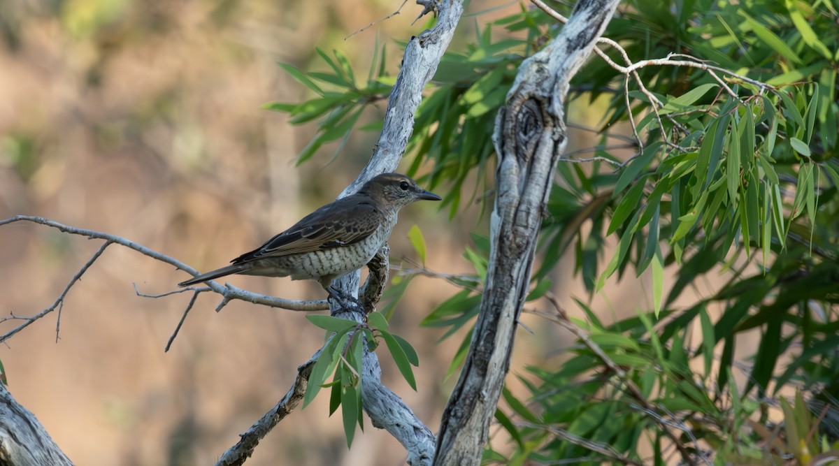 Sahul Cicadabird - ML643478837
