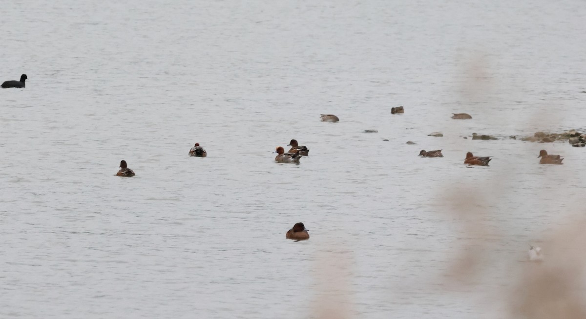 Eurasian Wigeon - ML643478860