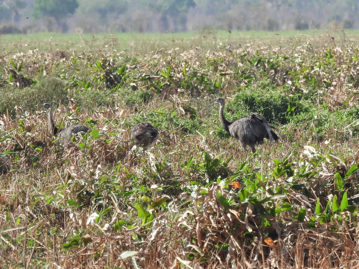 Greater Rhea - ML643478875