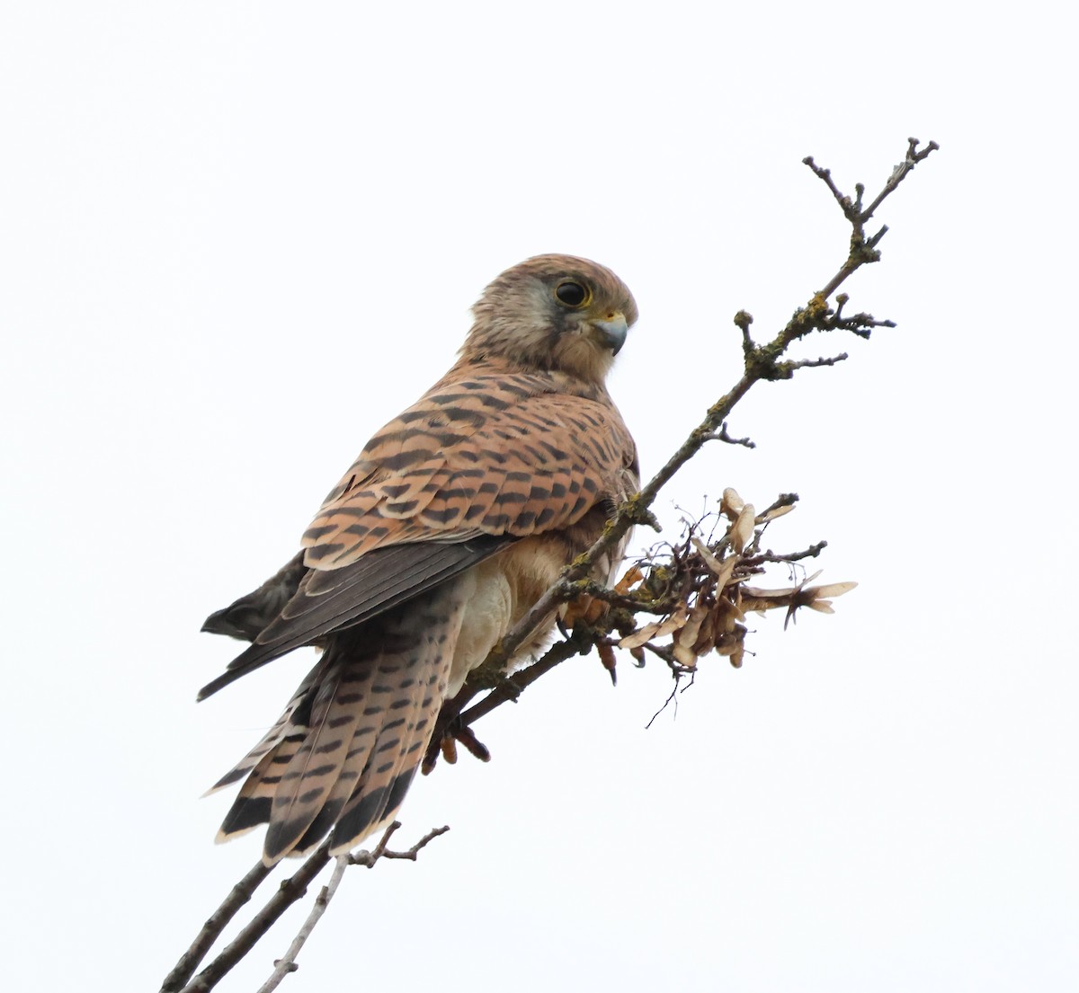 Eurasian Kestrel - ML643478877