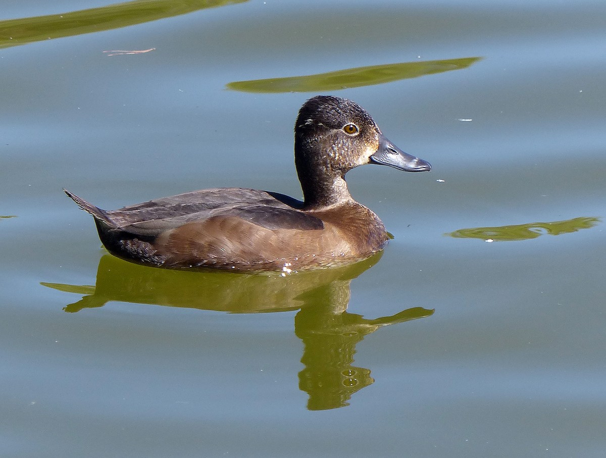 Ring-necked Duck - ML643478921