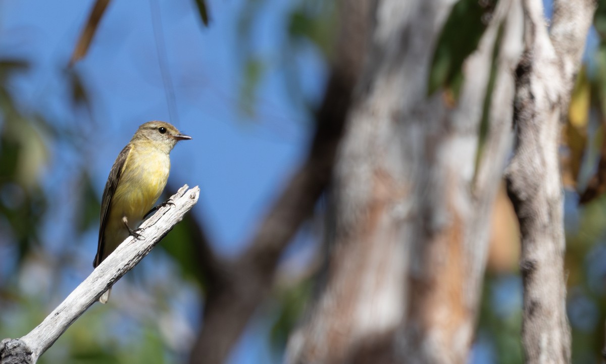 Lemon-bellied Flyrobin - ML643478925