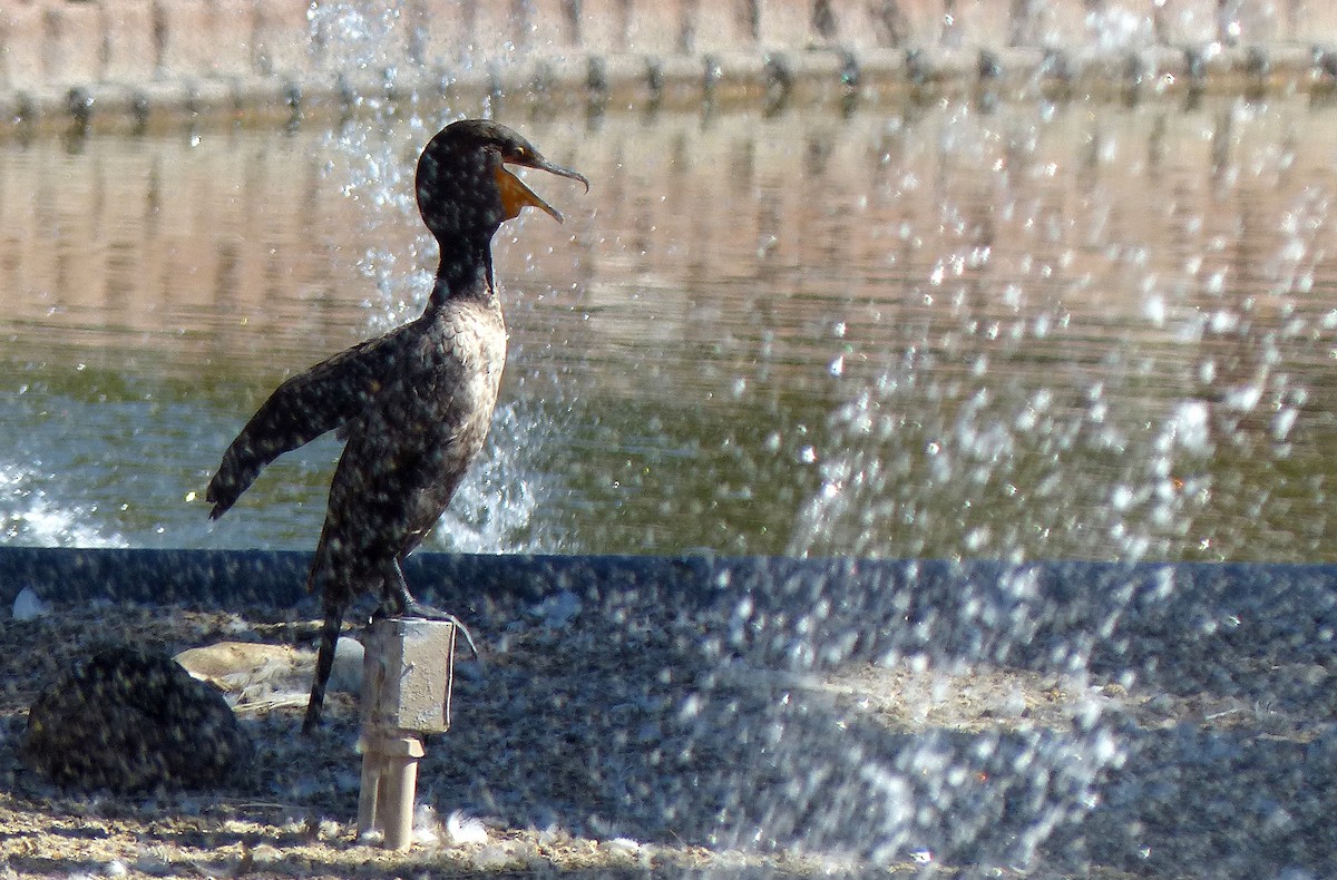 Double-crested Cormorant - ML643478930