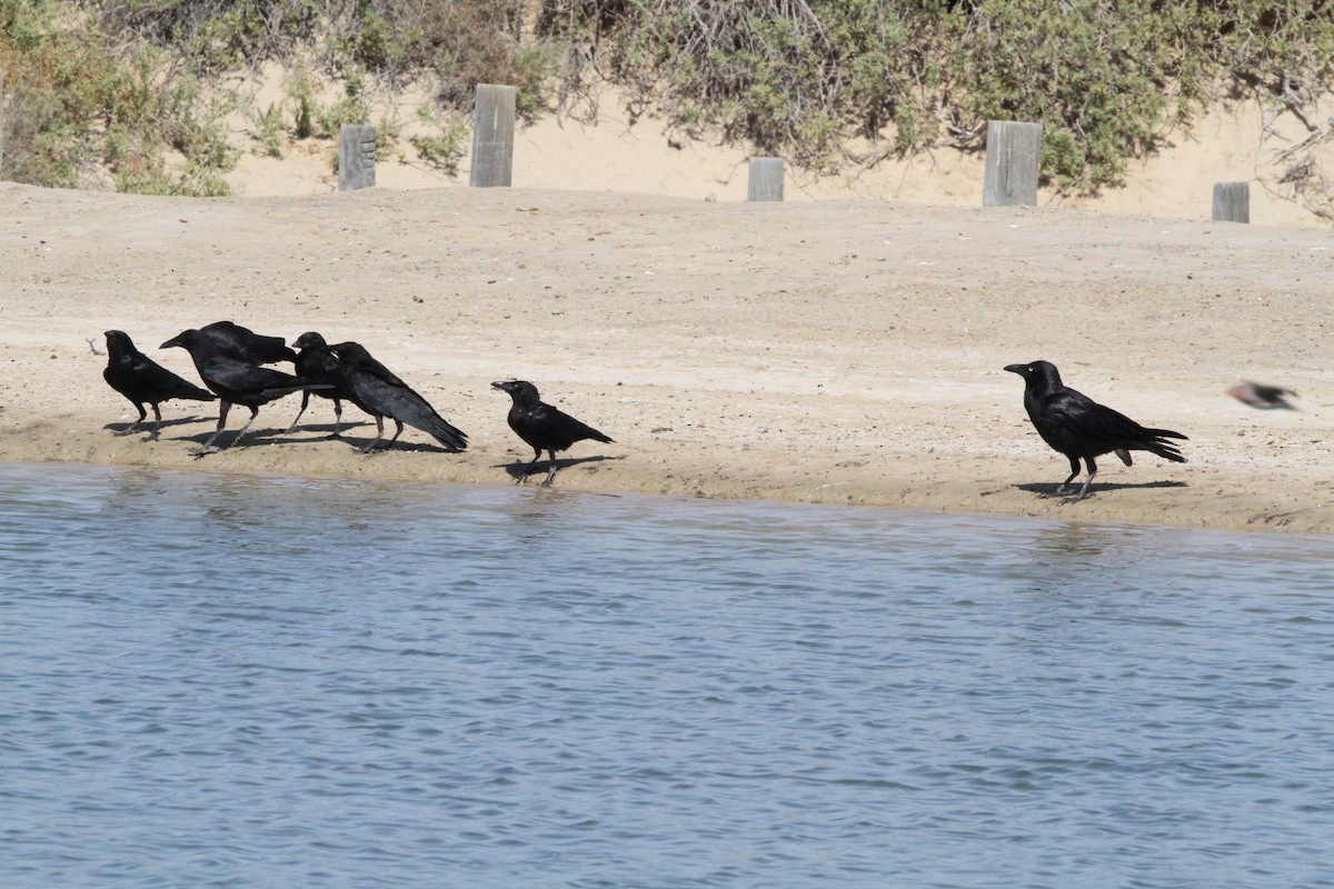 Little Crow - ML643478931