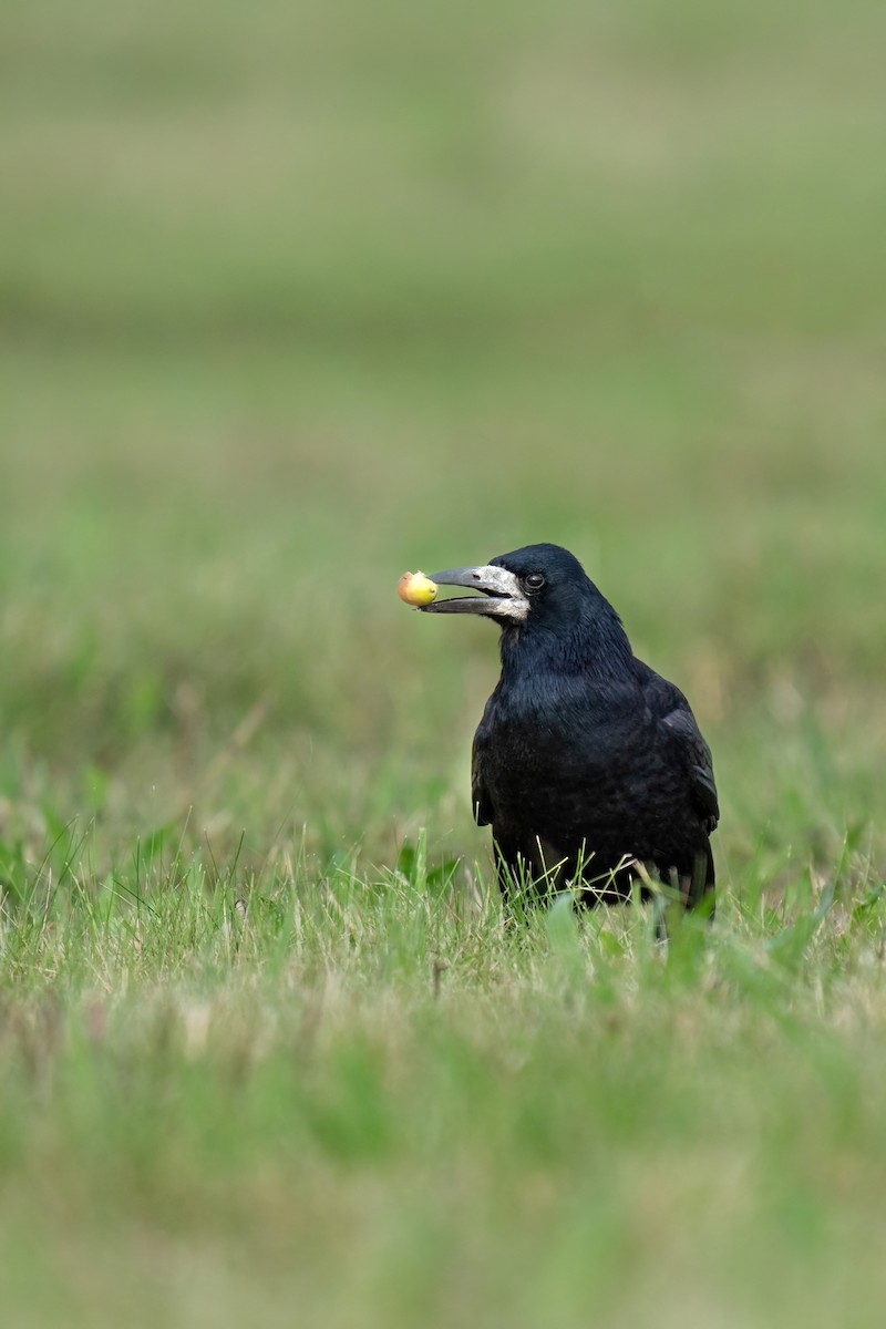 Rook - ML643478940