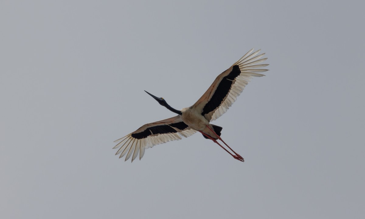 Riesenstorch - ML643478941