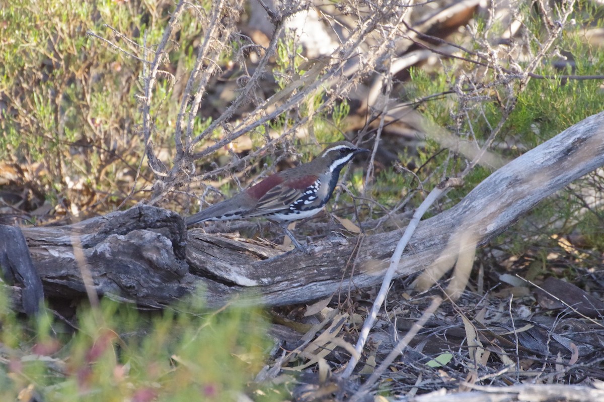 Chestnut Quail-thrush - ML643478943
