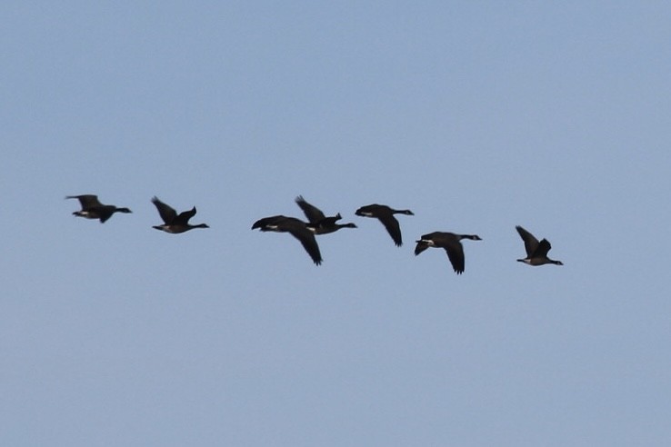 Cackling Goose - ML643478964