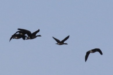 Cackling Goose - ML643478966