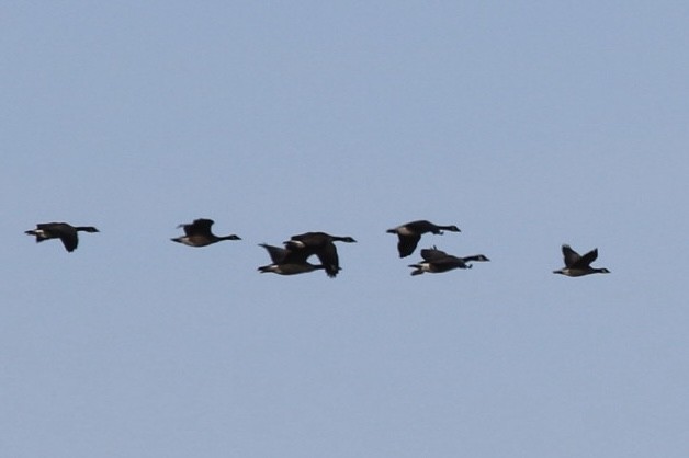 Cackling Goose - ML643478967