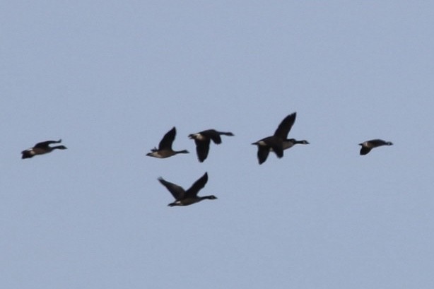 Cackling Goose - ML643478968