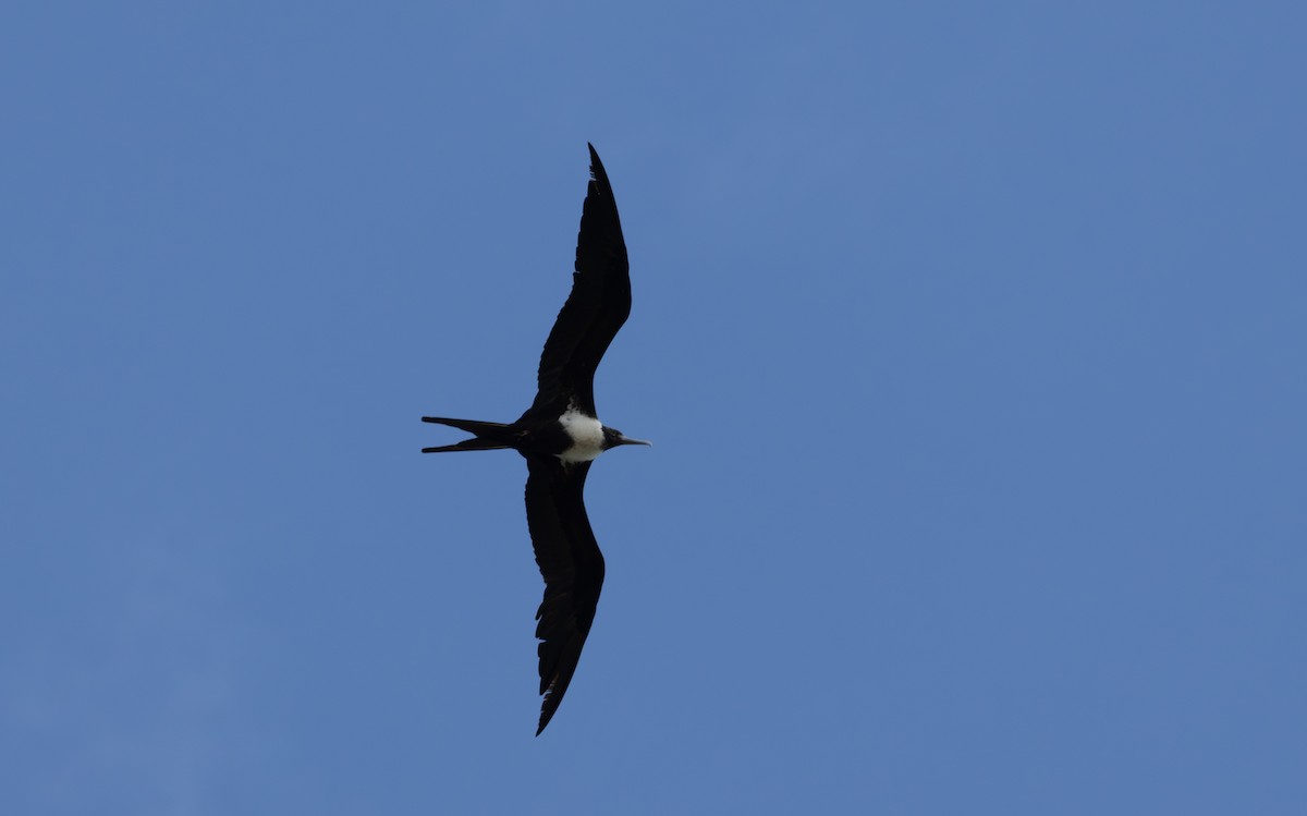 Lesser Frigatebird - ML643478973