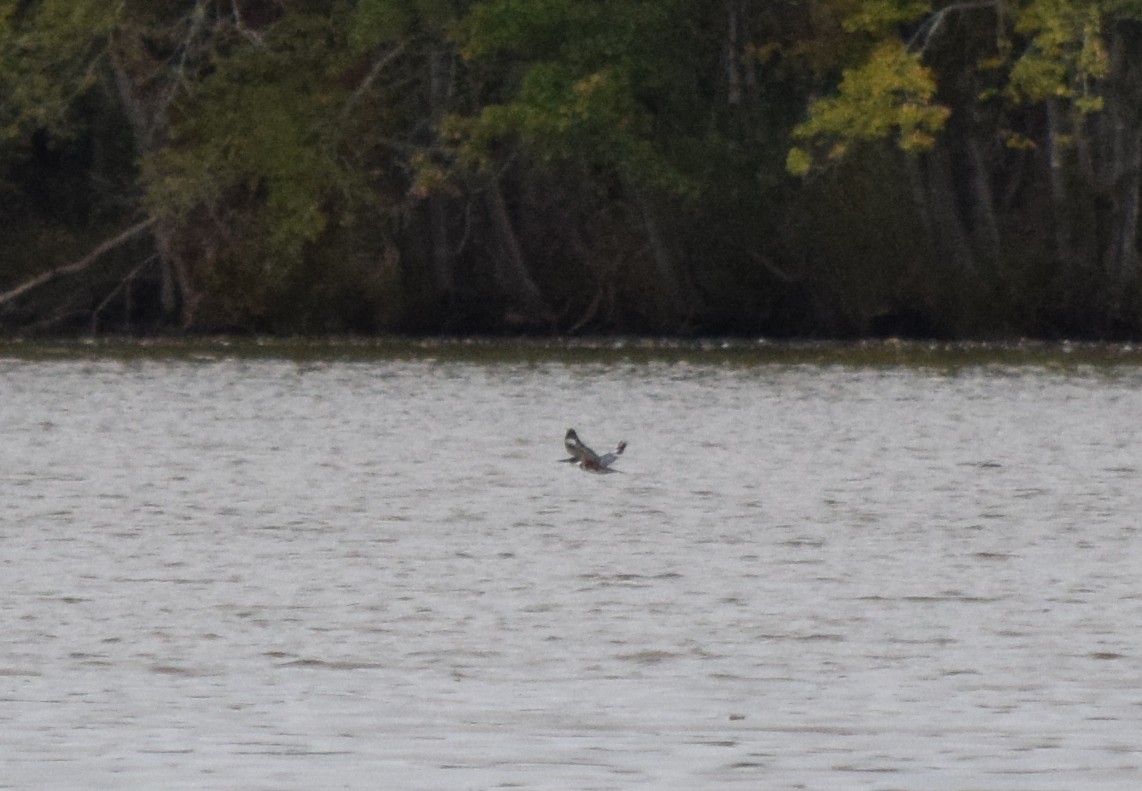 Belted Kingfisher - ML643478976