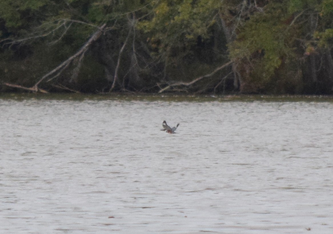 Belted Kingfisher - ML643478977