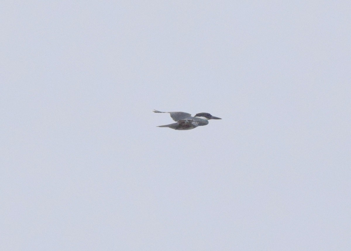 Belted Kingfisher - ML643478981