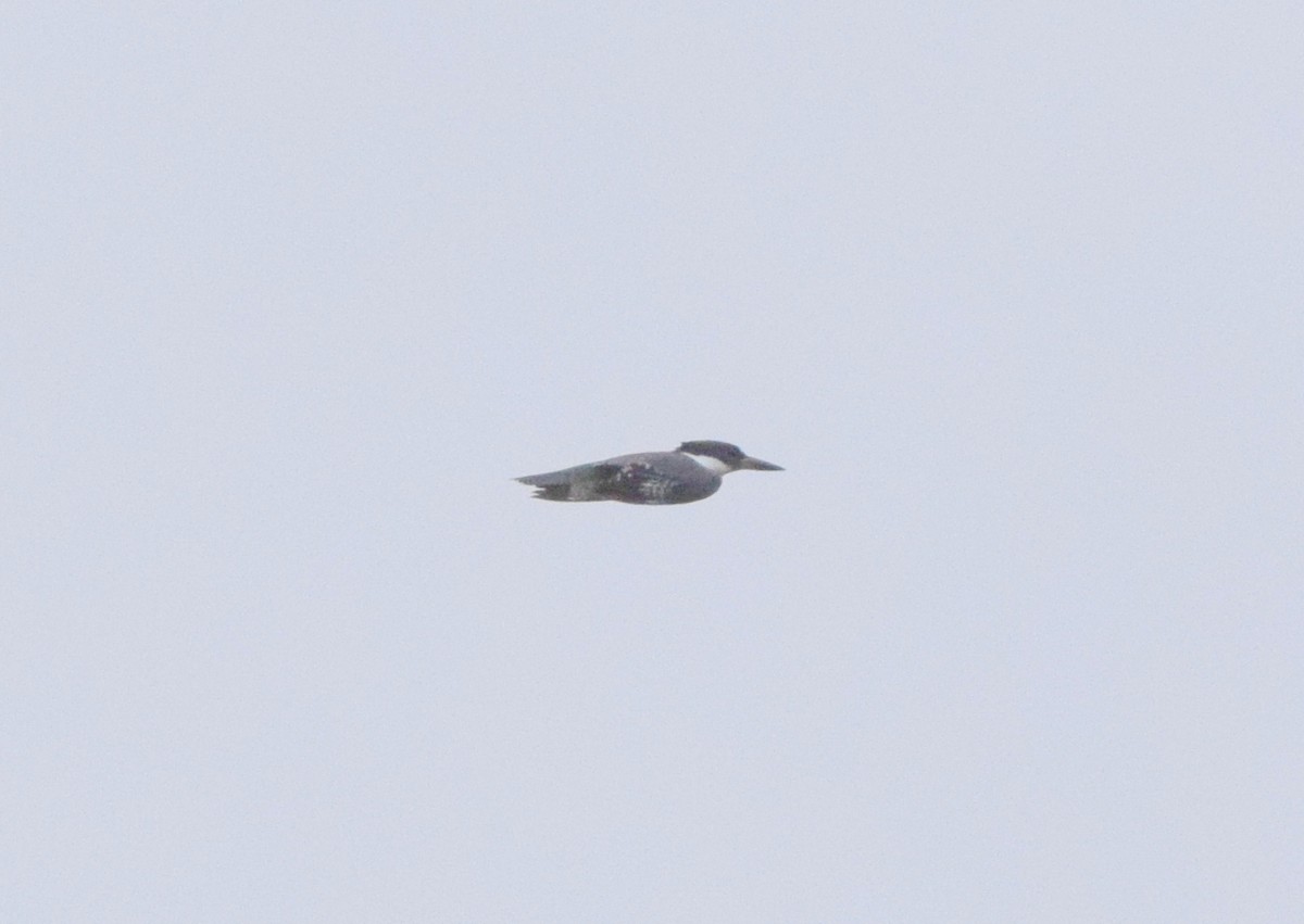 Belted Kingfisher - ML643478985
