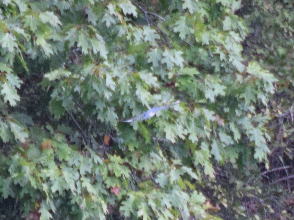 Belted Kingfisher - ML643478986