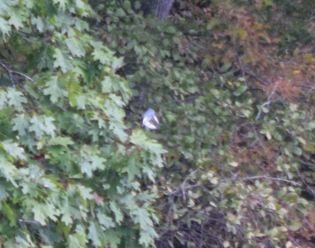 Belted Kingfisher - ML643478988