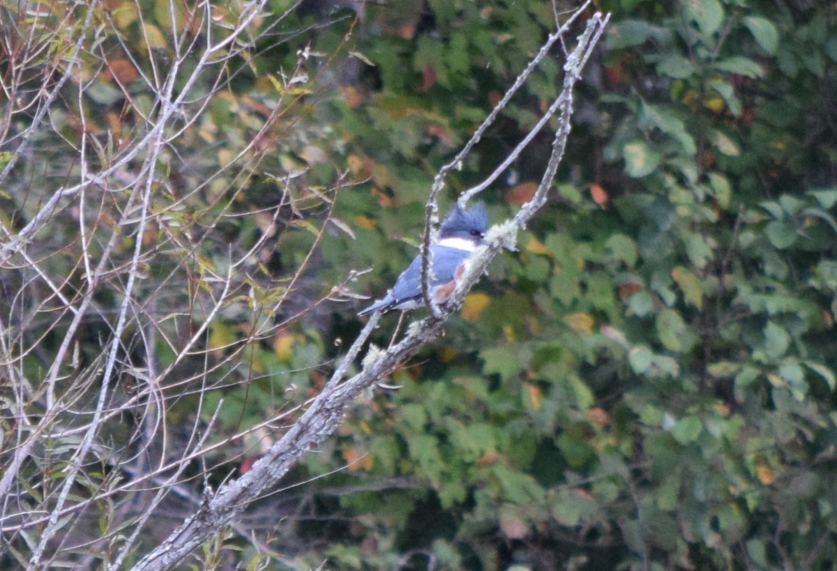 Belted Kingfisher - ML643478989