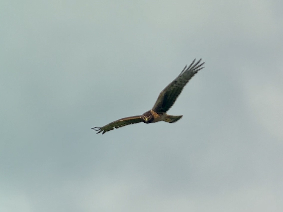 Northern Harrier - ML643478990