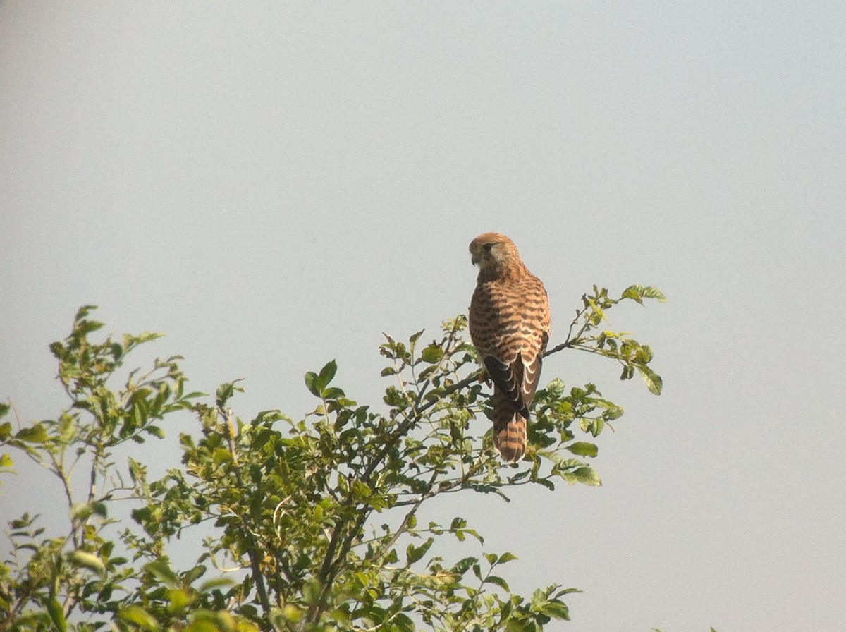 Eurasian Kestrel - ML643479003