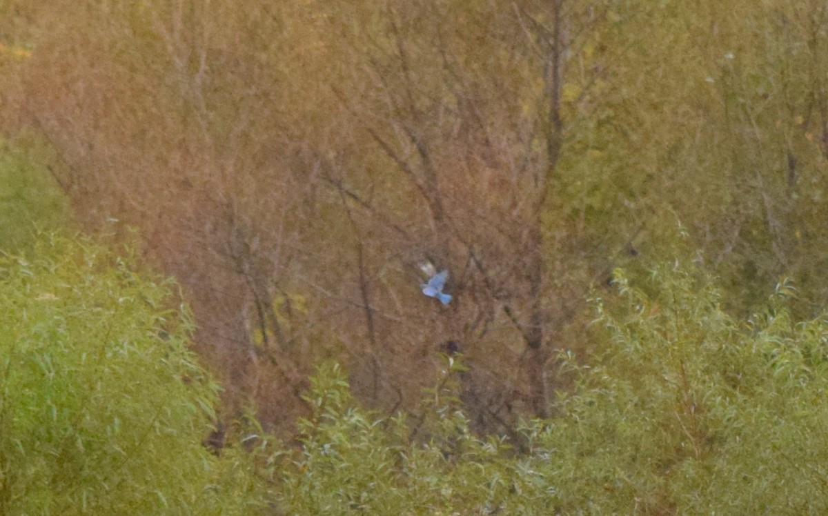 Eastern Bluebird - ML643479007