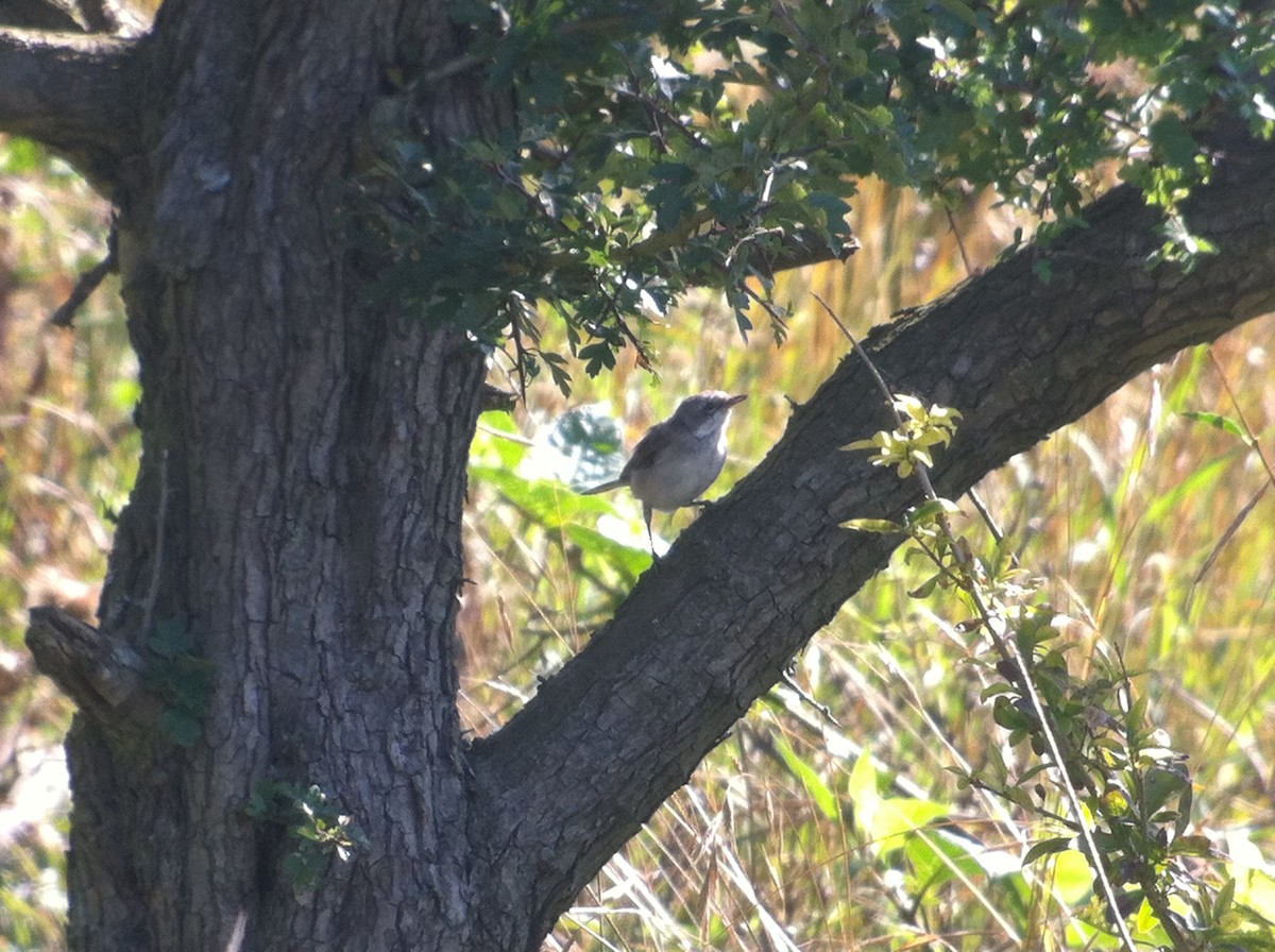 Lesser Whitethroat - ML643479012