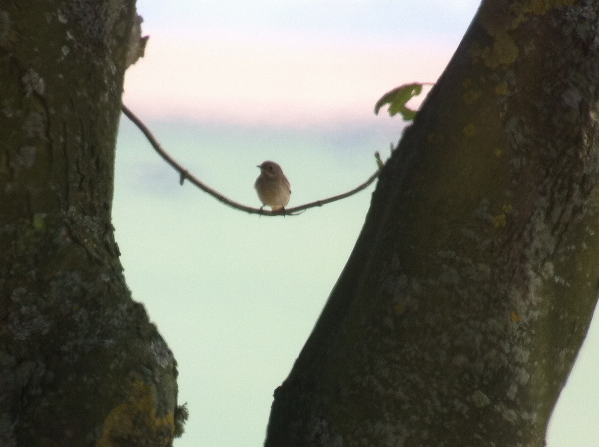 European Pied Flycatcher - ML643479013