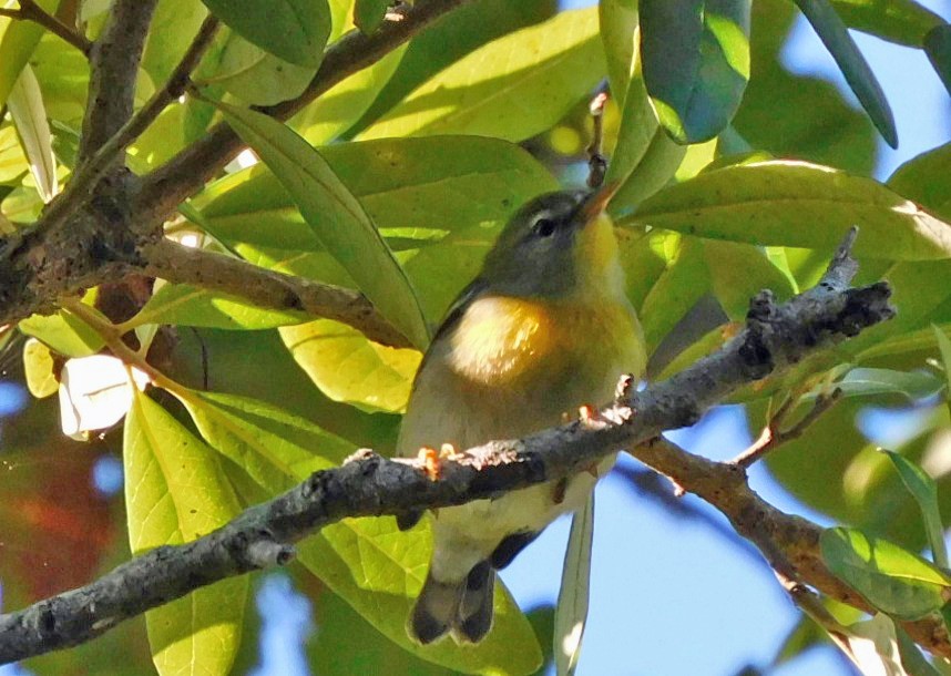 Northern Parula - ML643479041
