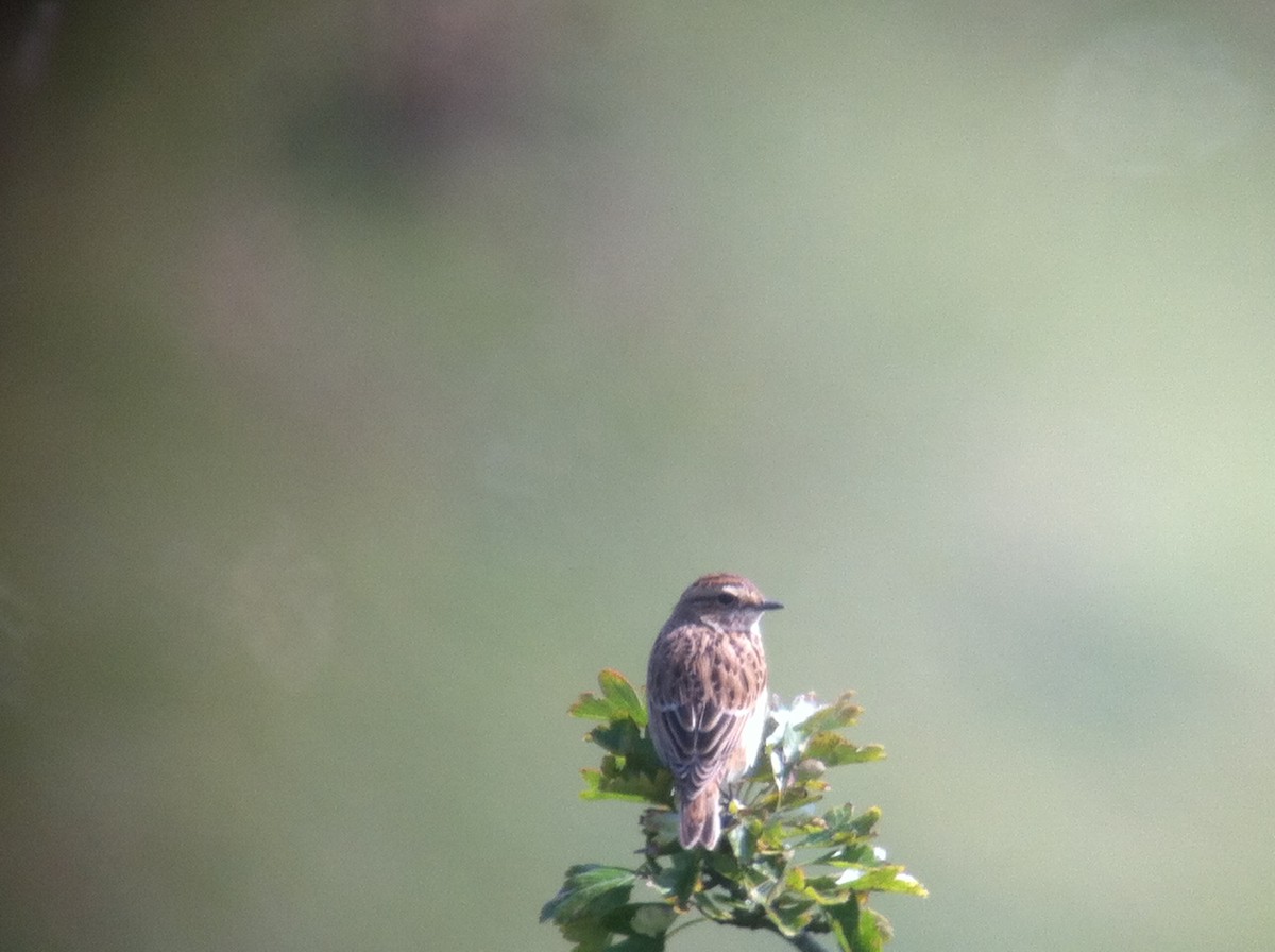 Whinchat - ML643479042