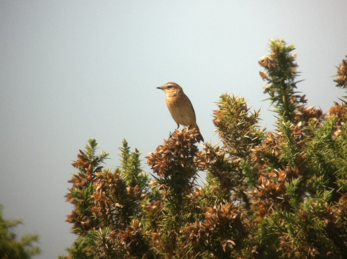 Whinchat - ML643479043