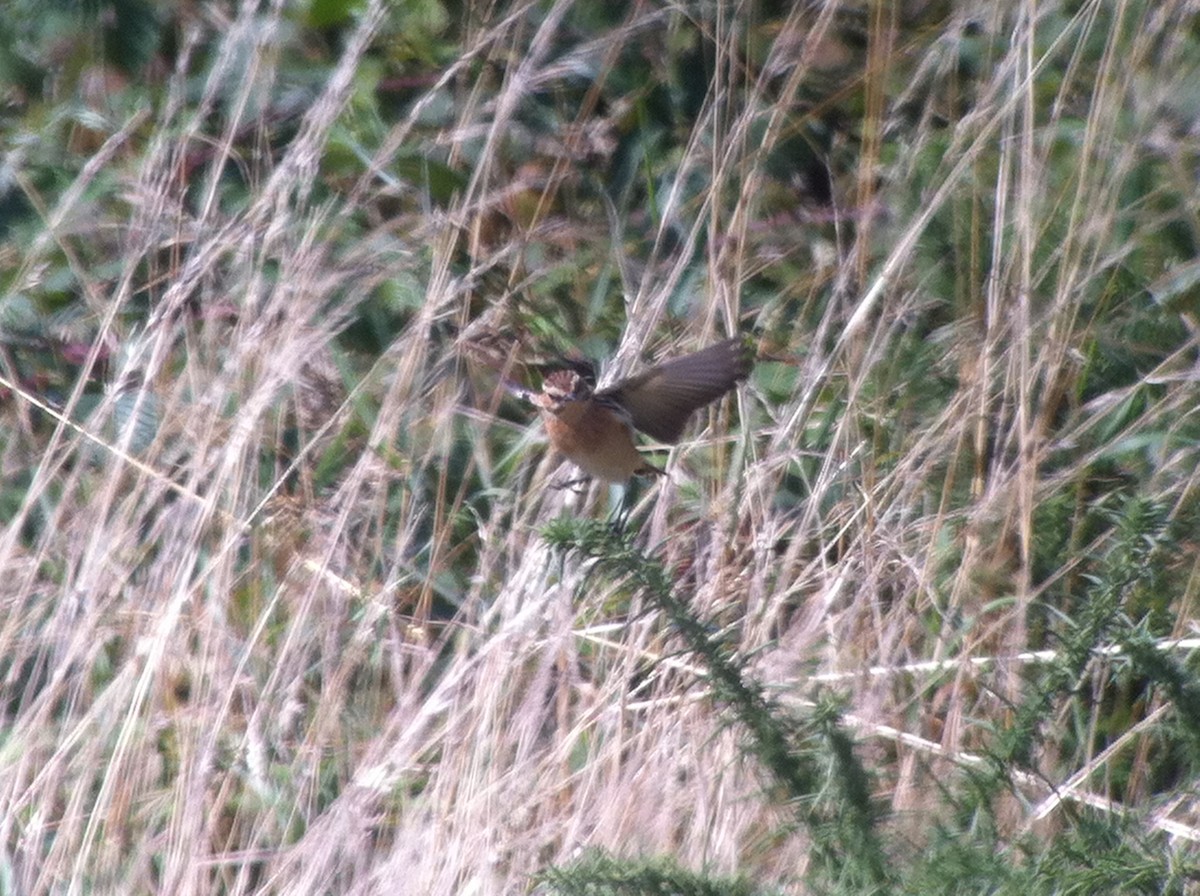 Whinchat - ML643479044